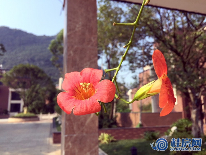 东方亭院实景图（2015.9.21）