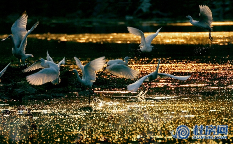 周边配套黄昏白鹭飞舞